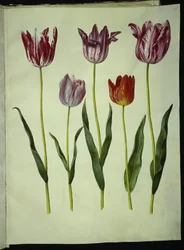 Tulipa gesneriana (tuin-tulp)
