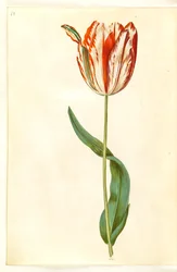 Tulipa gesneriana (tuin-tulp)