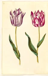 Tulipa gesneriana (tuin-tulp)