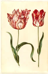 Tulipa gesneriana (tuin-tulp)