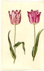 Tulipa gesneriana (tuin-tulp)