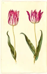 Tulipa gesneriana (tuin-tulp)
