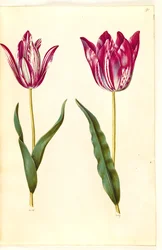Tulipa gesneriana (tuin-tulp)