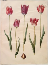 Tulipa gesneriana (tuin-tulp)