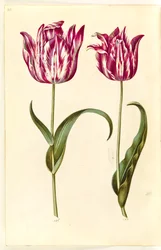 Tulipa gesneriana (tuin-tulp)