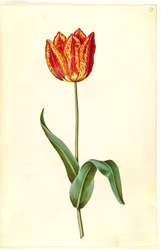 Tulipa gesneriana (tuin-tulp)