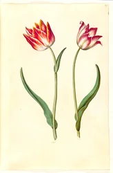 Tulipa gesneriana (tuin-tulp)