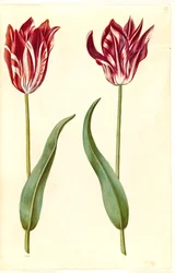 Tulipa gesneriana (tuin-tulp)
