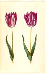 Tulipa gesneriana (tuin-tulp)