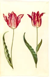 Tulipa gesneriana (tuin-tulp)