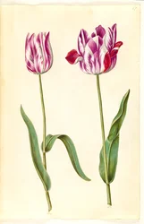 Tulipa gesneriana (tuin-tulp)