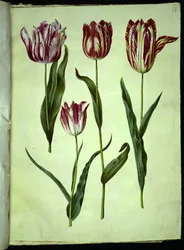 Tulipa gesneriana (tuin-tulp)