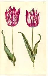 Tulipa gesneriana (tuin-tulp)