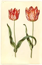 Tulipa gesneriana (tuin-tulp)