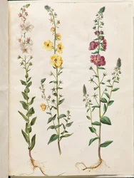 Verbascum blattaria (tak-verbascum); Verbascum phoeniceum (paarse verbascum)