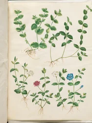 Vinca minor (kleine maagdenpalm)