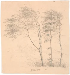 Drie bomen