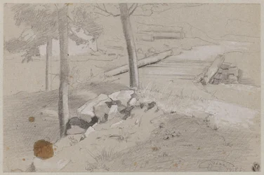 Gevilde boom aan de rand van het bos