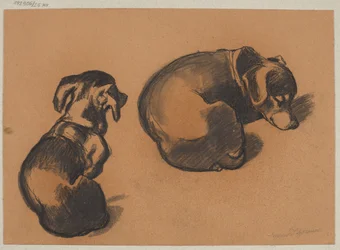 De dachshund-studies