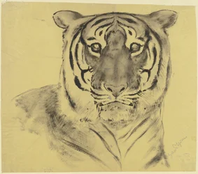 Tijger