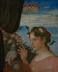 Venus (Freya)