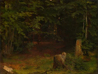 het binnenste van het bos