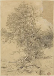 Weide bij de beek