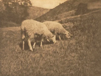 Schapen