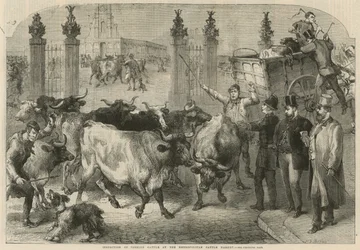 Inspectie van buitenlandse vee op de Metropolitan Cattle Market