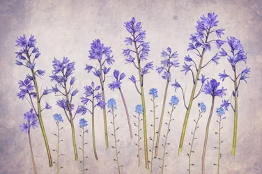 Vintage Bluebell Garden