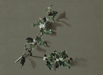 Ilex aquifolium L. Gewone Hulst, ca. 1870-1920