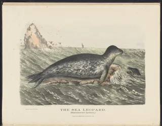 Zoogdieren van Australië (Krefft) Nla.obj-33627803-5 De zeeleeuw
