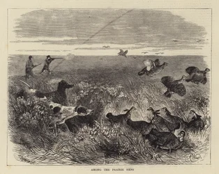 Onder de prairiehoenders