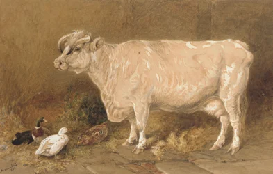 Koe met eenden in een schuur