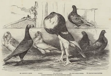 Duiven tentoongesteld door de Philoperisteron Society