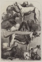 Prijswinnaars van de tentoonstelling in de Agricultural Hall, Islington