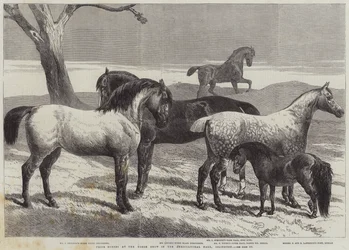 Prijswinnaars op de paardenbeurs in de Agricultural Hall, Islington