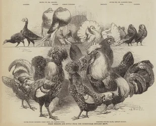 Prijsduiven en hoenders van de Birmingham Poultry Show