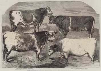 Prijs Shorthorns op de show van de Koninklijke Landbouwmaatschappij, Canterbury