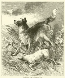 De criminele hond