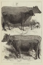 De Zuivelshow in de Landbouwhal, Prijskoeien