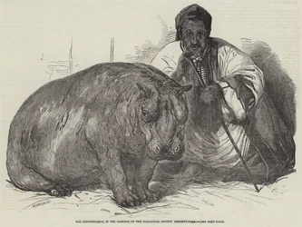 Het nijlpaard, in de tuinen van de Zoological Society, Regent