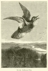 De leeuwerik