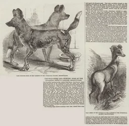 De wilde schapen en jachthonden in de tuinen van de Zoological Society, Regent