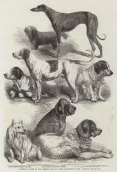 Prijswinnaars op de internationale hondenshow, Agricultural Hall, Islington