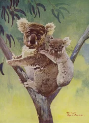Koalabeer en joey in een eucalyptusboom, Australië