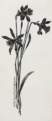Narcissen