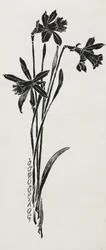 Narcissen