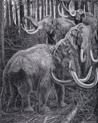 Mammoeten