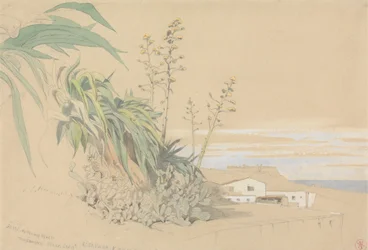 Aloë